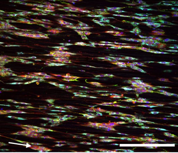 Human ALC cells on protein fragment