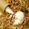 Two white mice sitting in wood shavings. One mouse is peaking its nose out of a cardboard tubey-mice-one-in-cardboard-tube