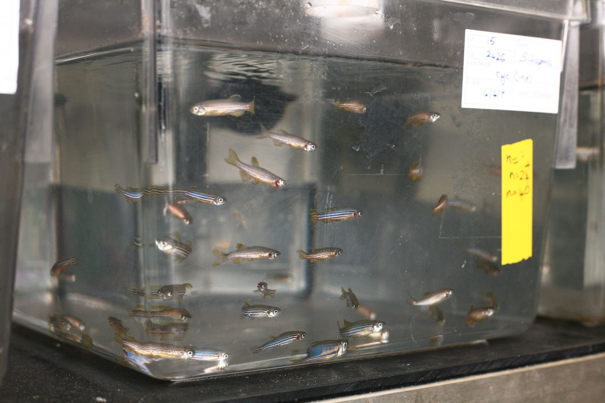 A tank of water with zebra fish swimming around