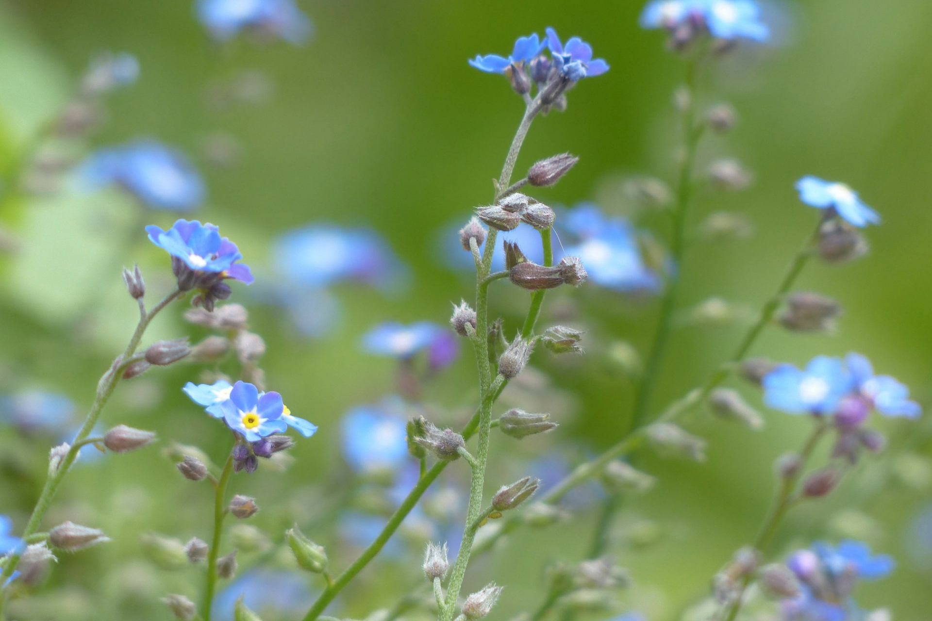 Close-up of forget-me-not flowers in a field.